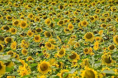 TGA2022：《狂野之心》公布最新预告”强大的怪兽“